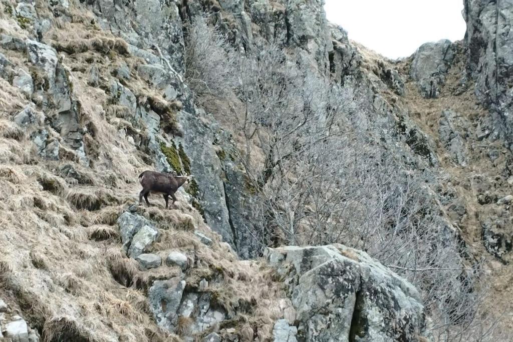 Aux Balcons De La Vallee Soultzeren エクステリア 写真